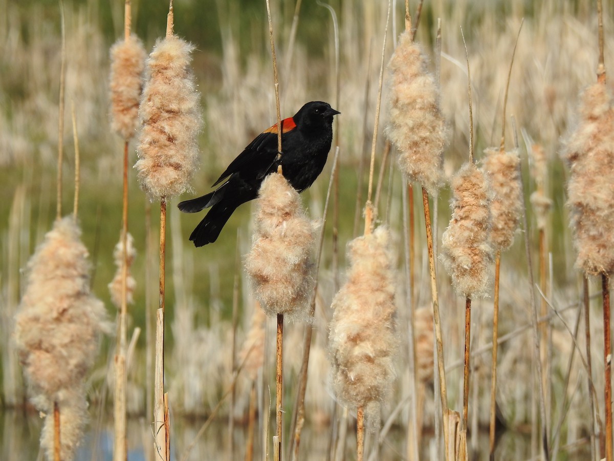 Red-winged Blackbird - ML618287128