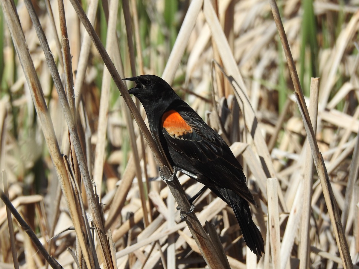 Red-winged Blackbird - Victoria Vosburg