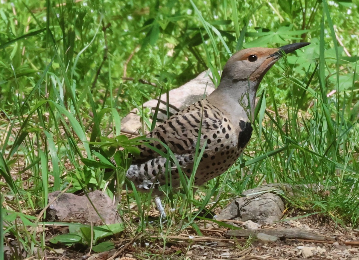 Northern Flicker (Red-shafted) - ML618287132