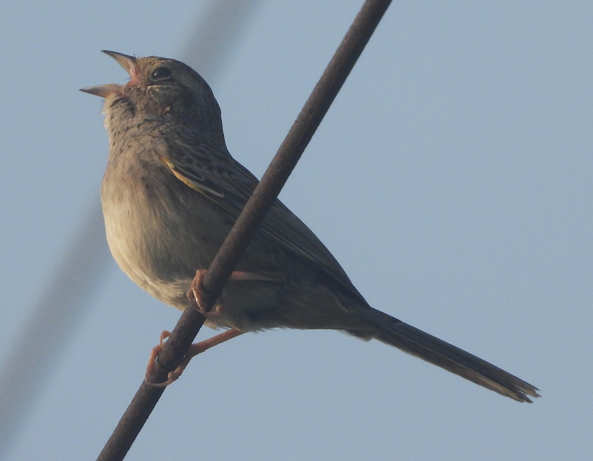 Cassin's Sparrow - Shiela Shallcross