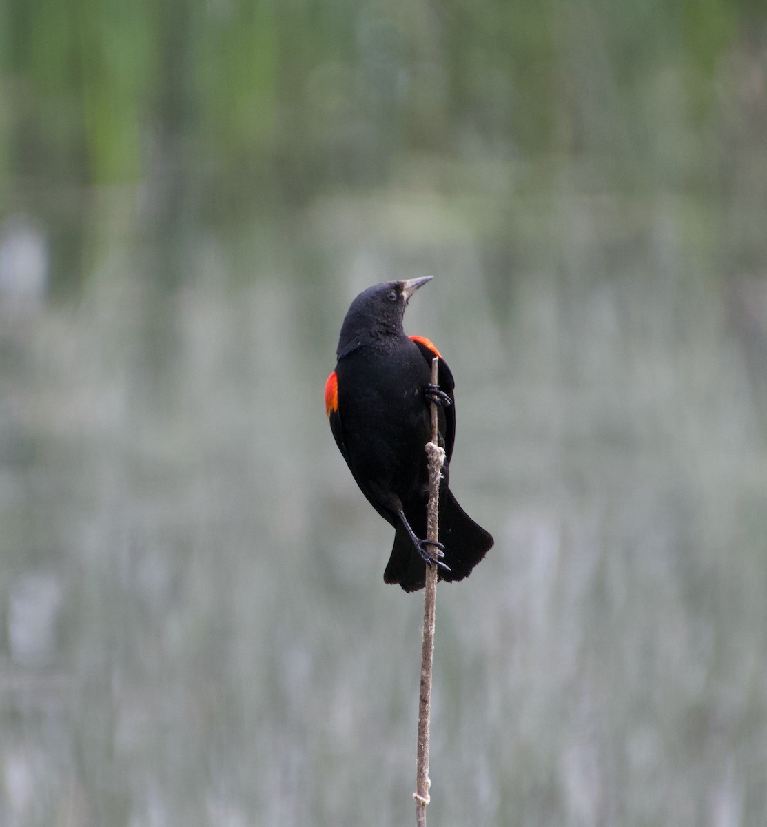 Red-winged Blackbird - Julian Moulton
