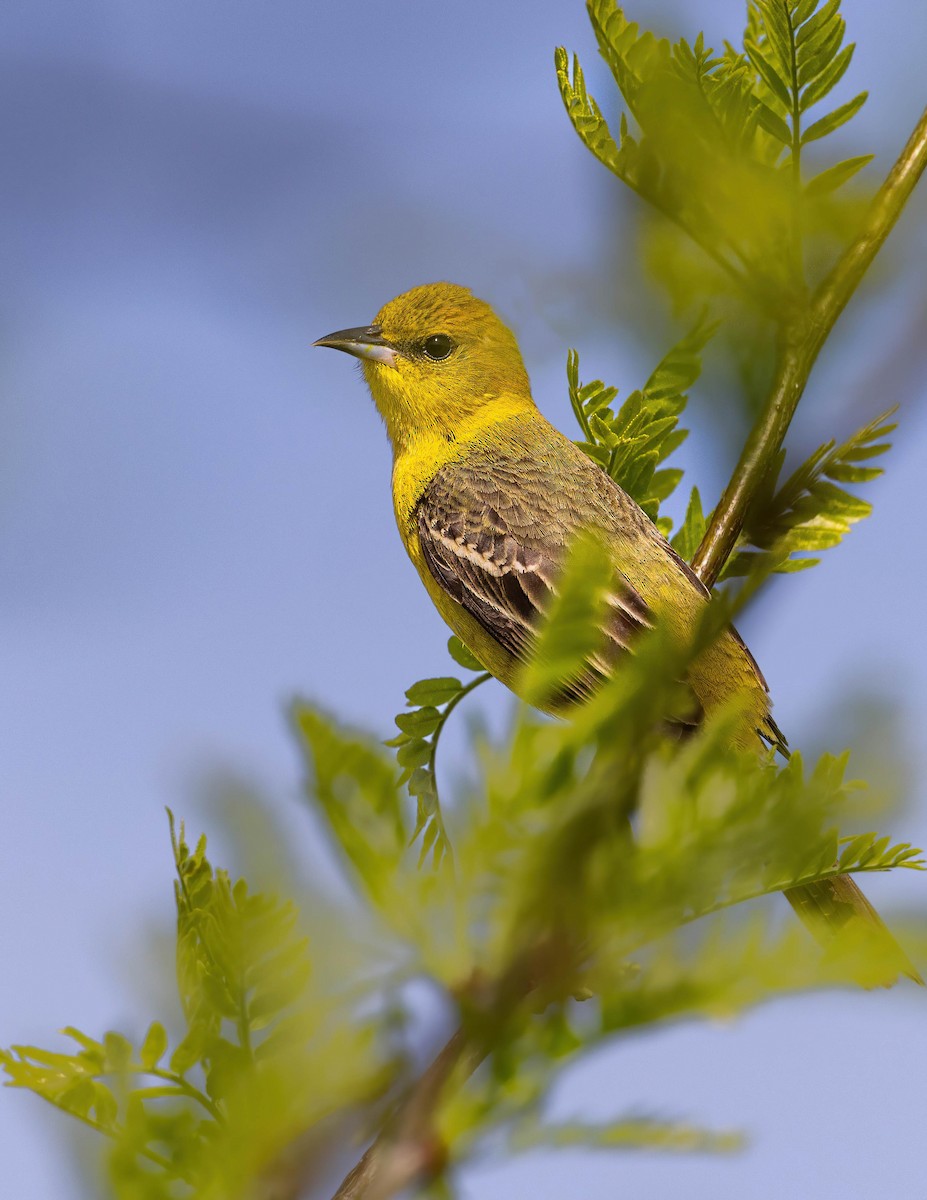 Orchard Oriole - ML618287190