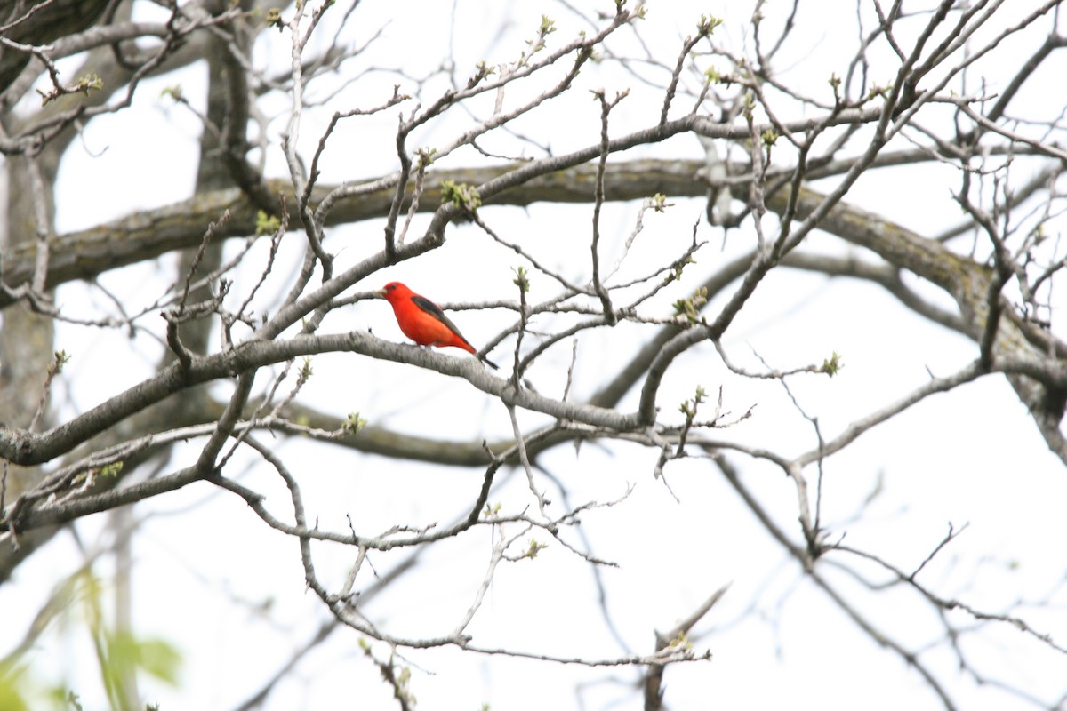 Scarlet Tanager - Silas Ehlers