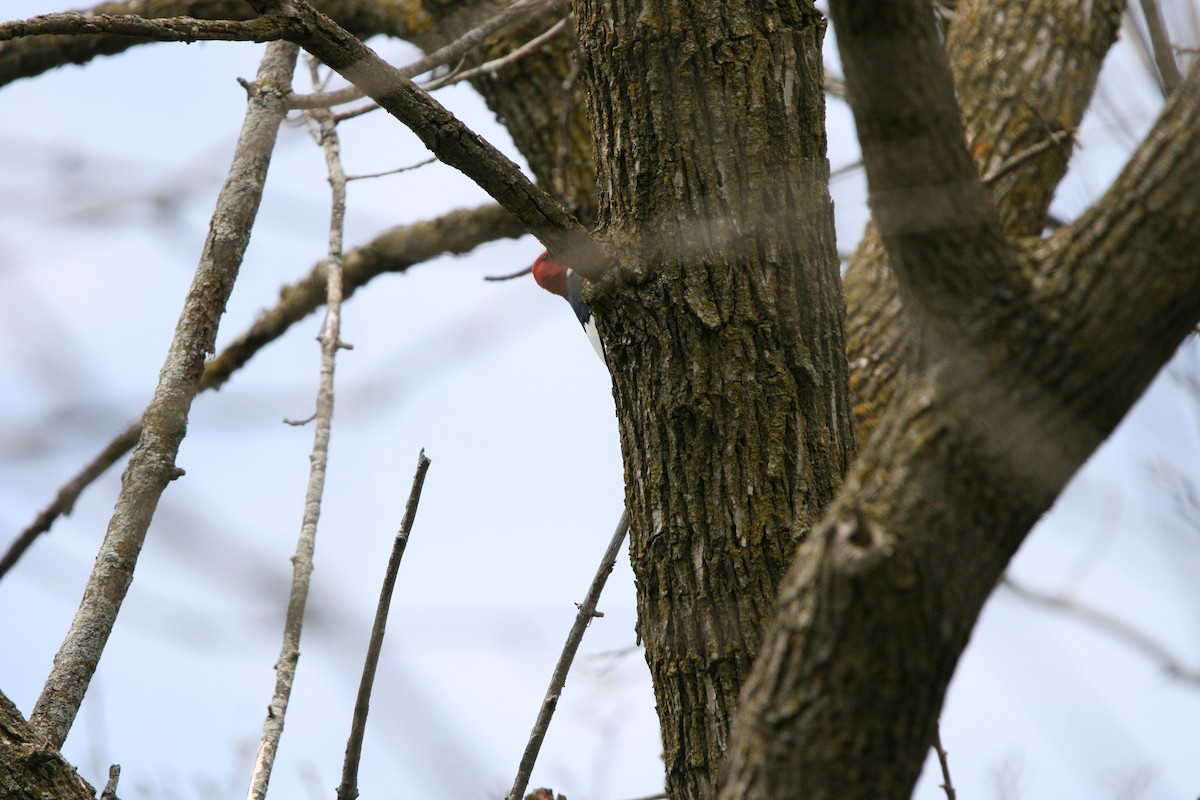 Red-headed Woodpecker - Silas Ehlers