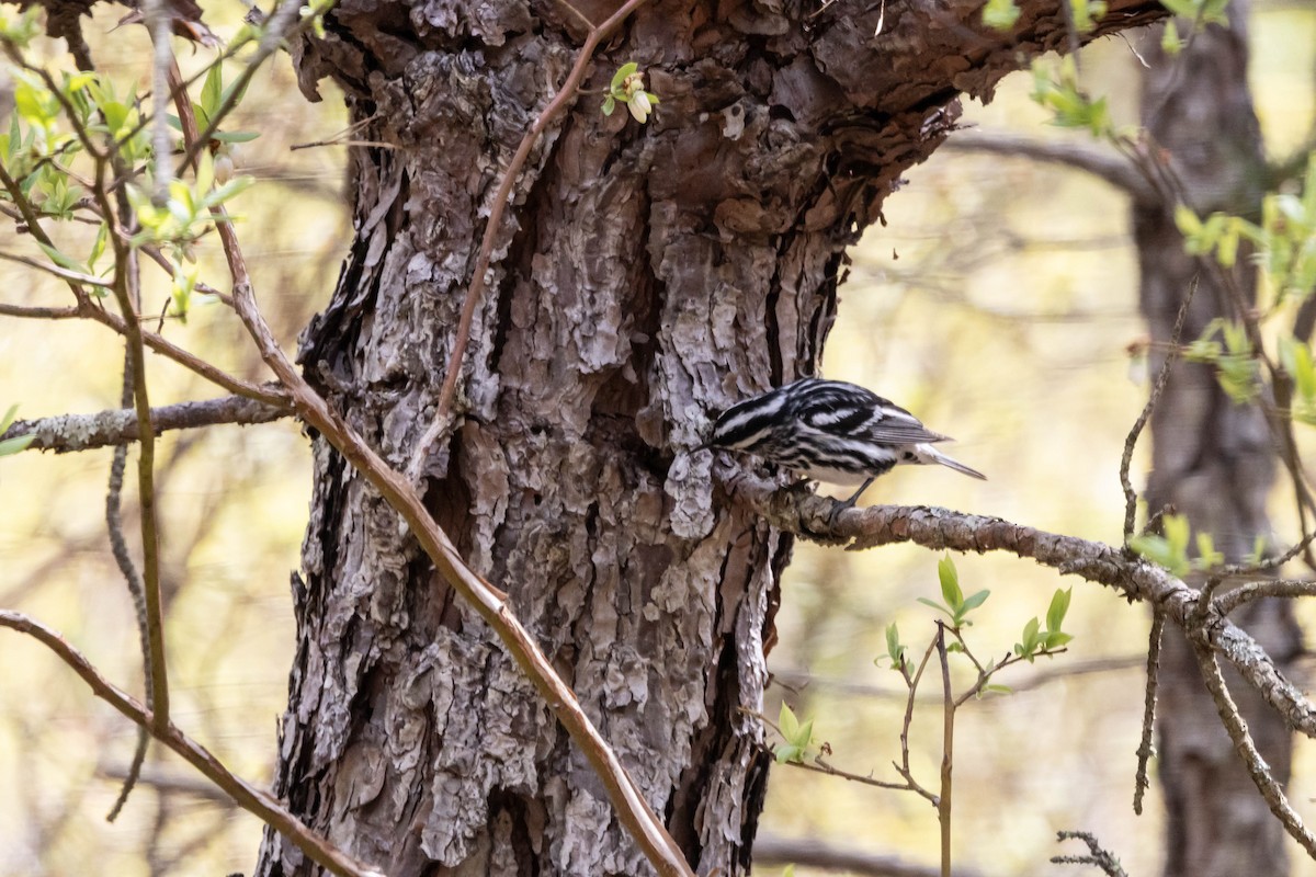 Black-and-white Warbler - ML618287237