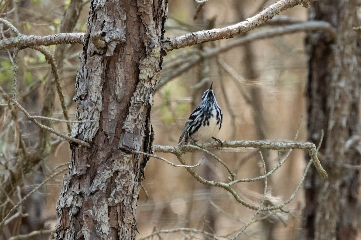 Black-and-white Warbler - ML618287238