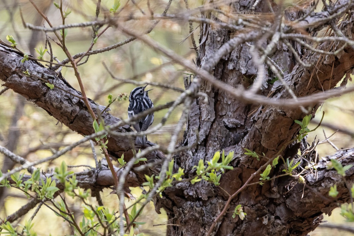 Black-and-white Warbler - ML618287239