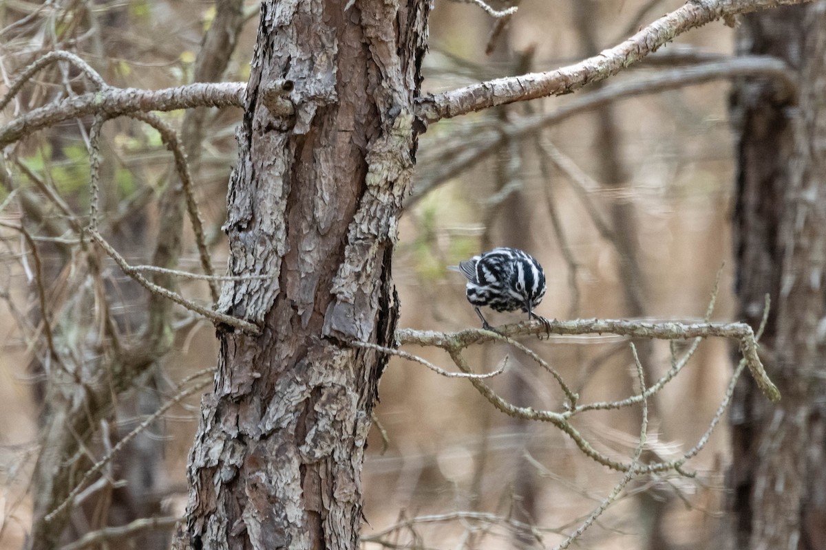 Black-and-white Warbler - ML618287240