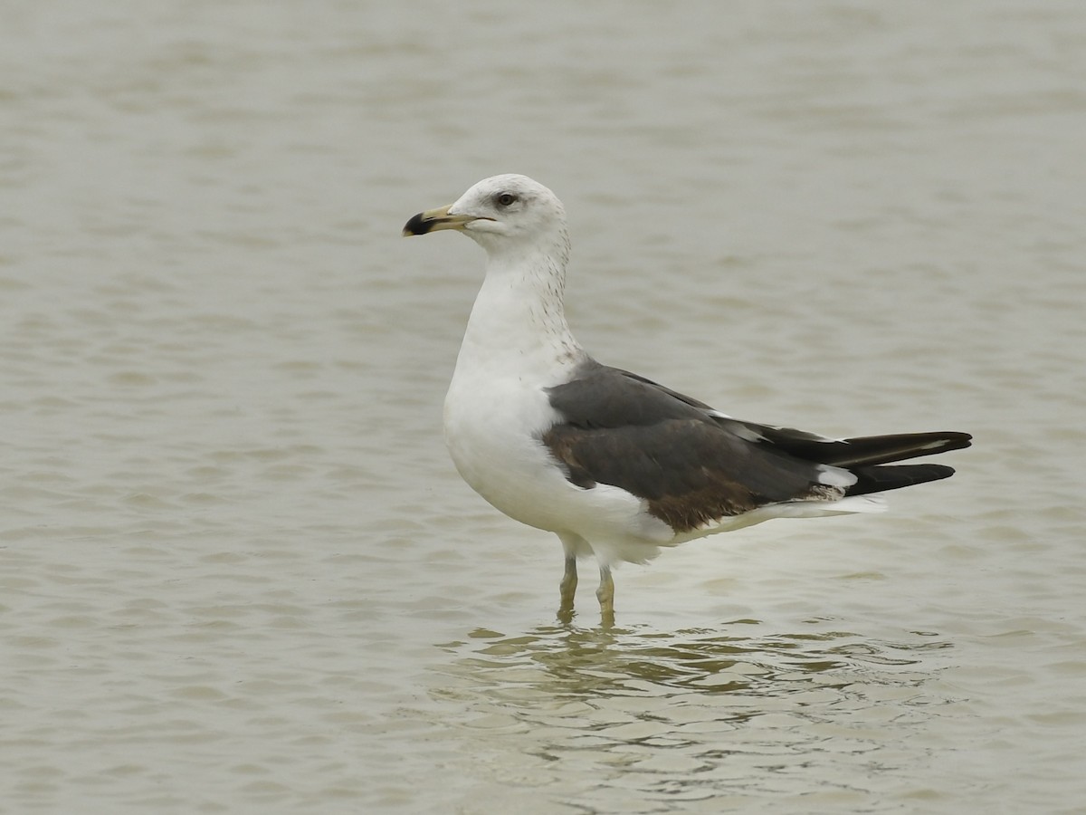 Lesser Black-backed Gull - ML618287241