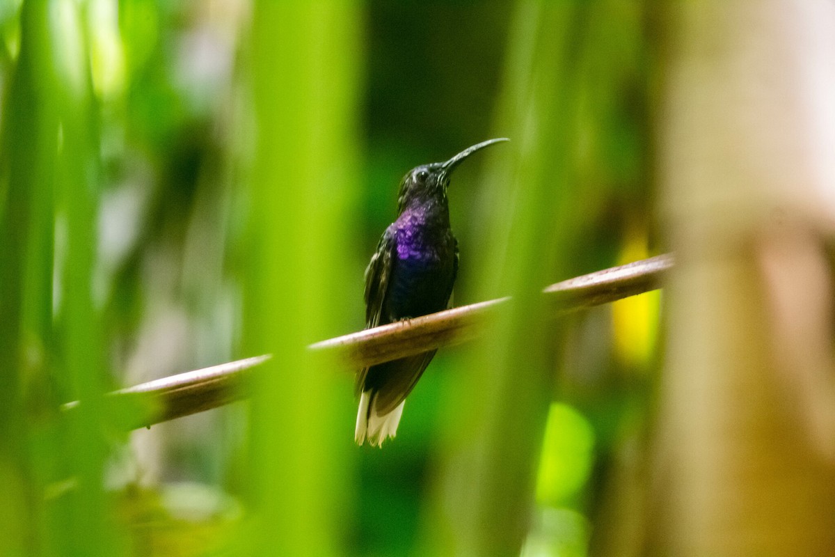 kolibřík fialkový - ML618287286