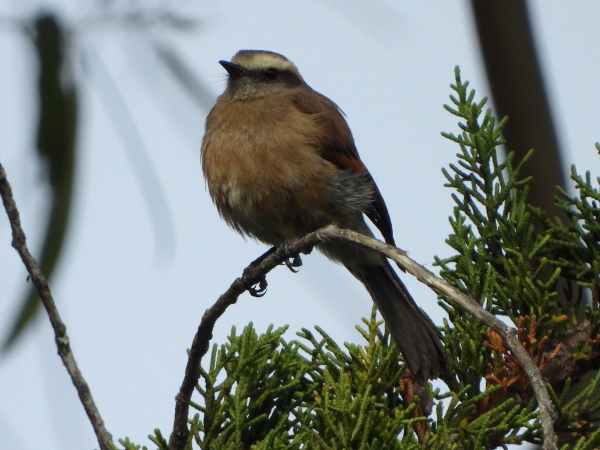 Brown-backed Chat-Tyrant - ML618287305