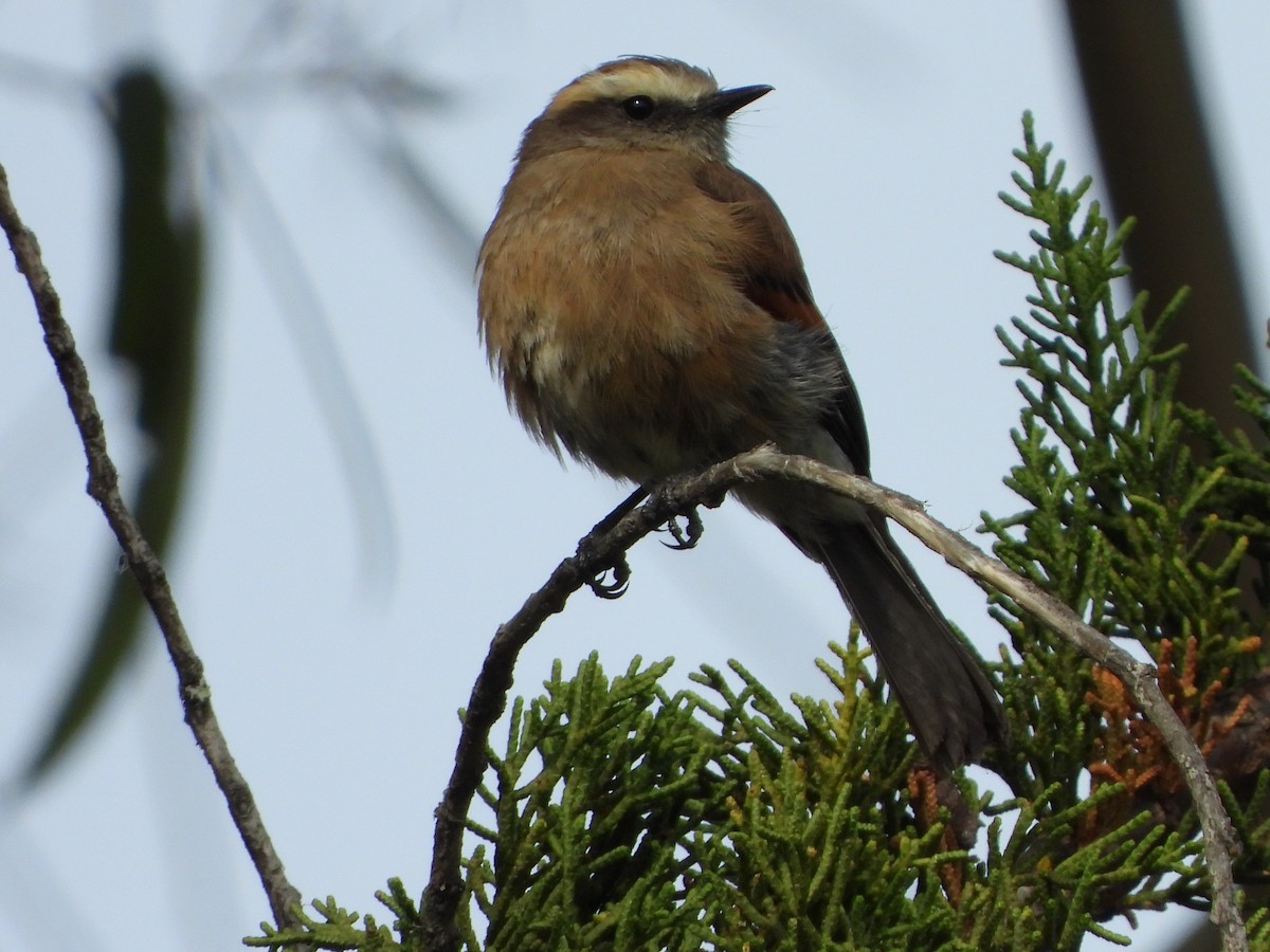 Brown-backed Chat-Tyrant - ML618287306