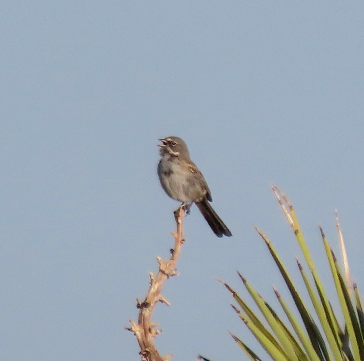 Bell's Sparrow - ML618287329
