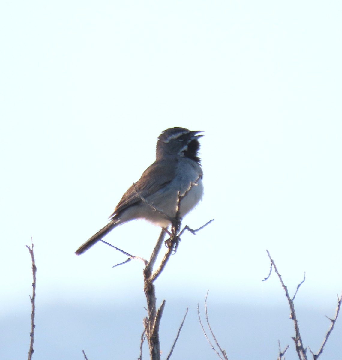 Black-throated Sparrow - Ruth Gravance