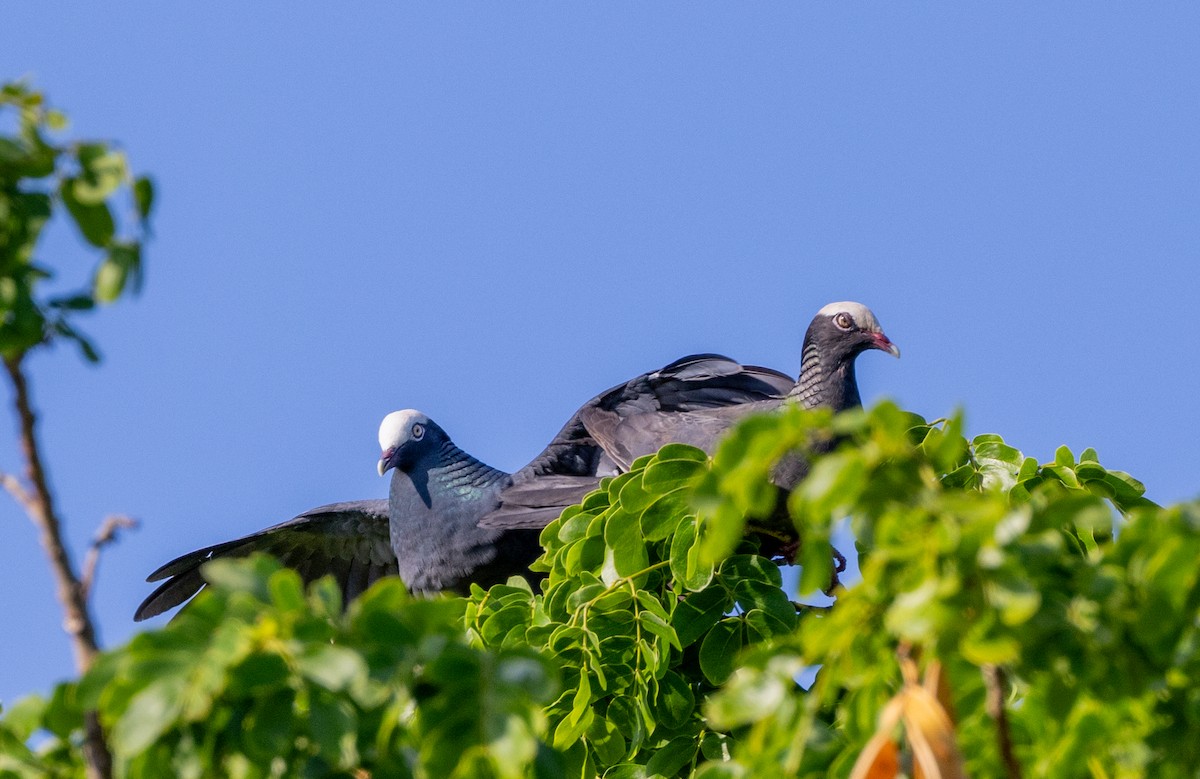 White-crowned Pigeon - ML618287397