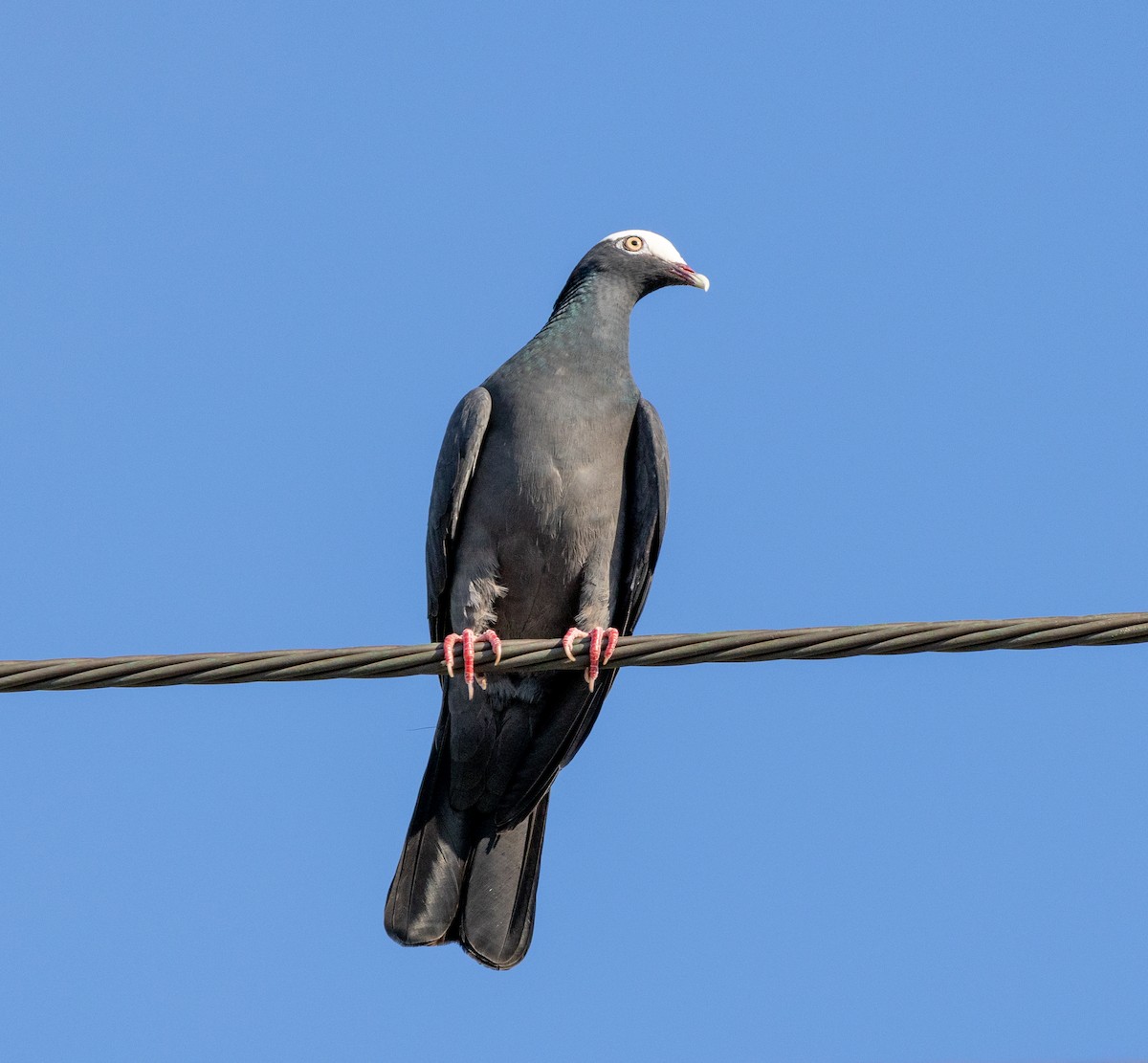 White-crowned Pigeon - ML618287398
