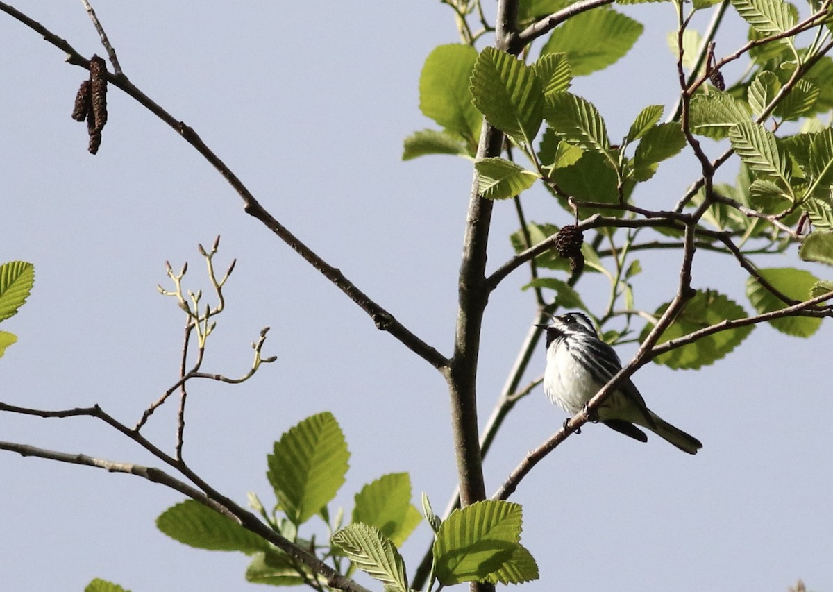 Black-throated Gray Warbler - ML618287411