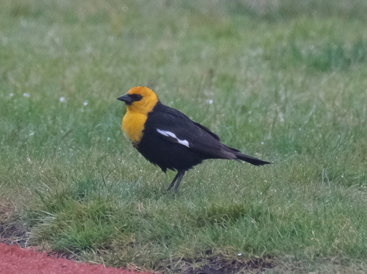 Yellow-headed Blackbird - ML618287464