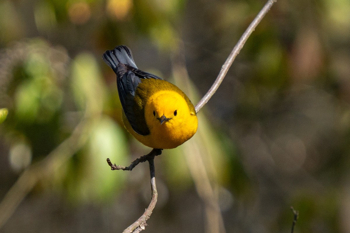 Prothonotary Warbler - ML618287498