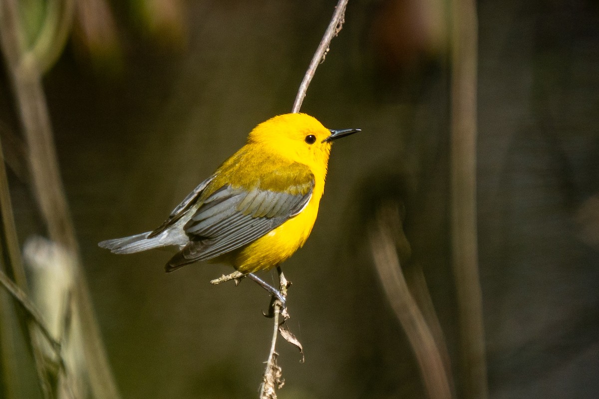 Prothonotary Warbler - ML618287500