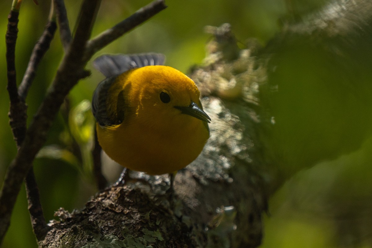 Prothonotary Warbler - ML618287502