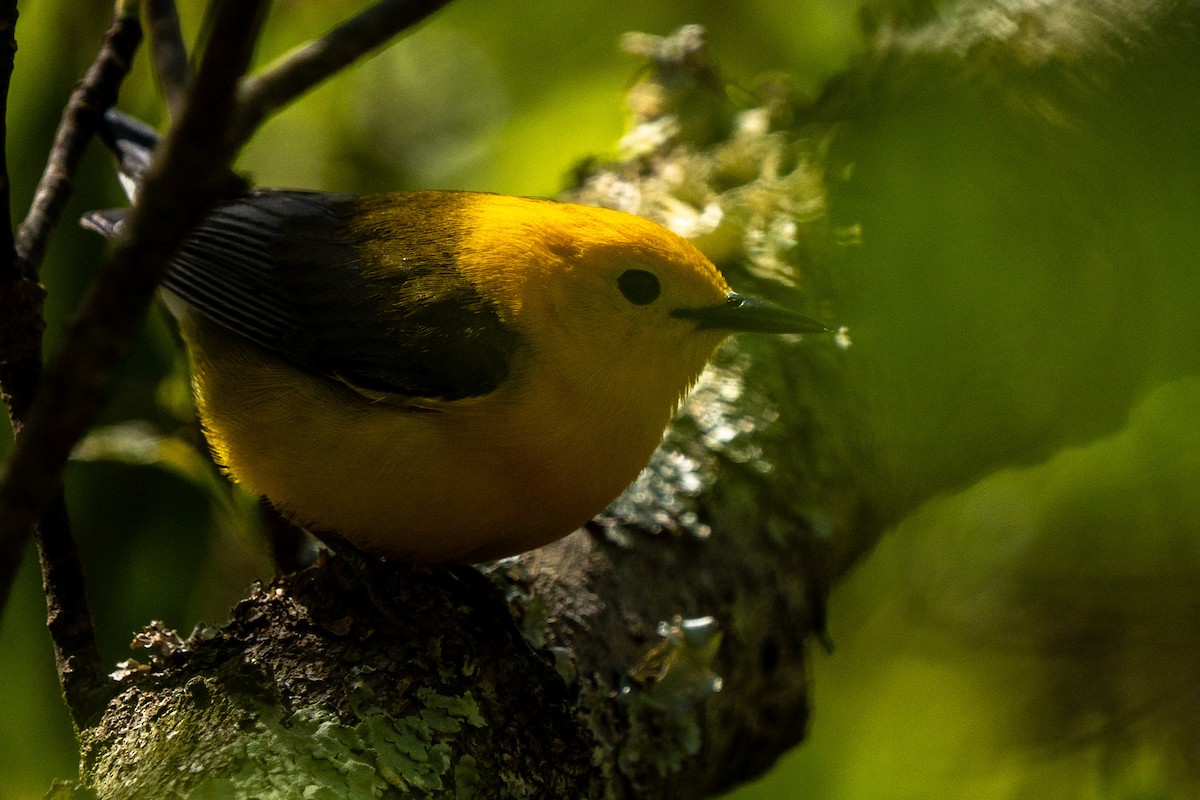 Prothonotary Warbler - ML618287504