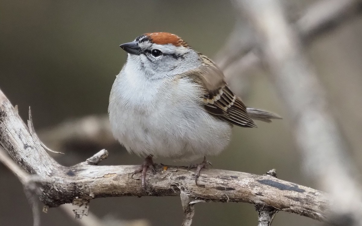 Chipping Sparrow - ML618287537