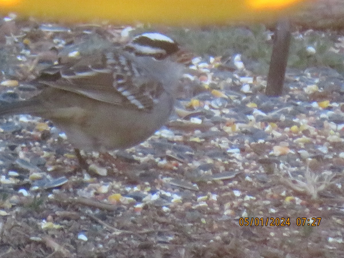 White-crowned Sparrow (oriantha) - ML618287542