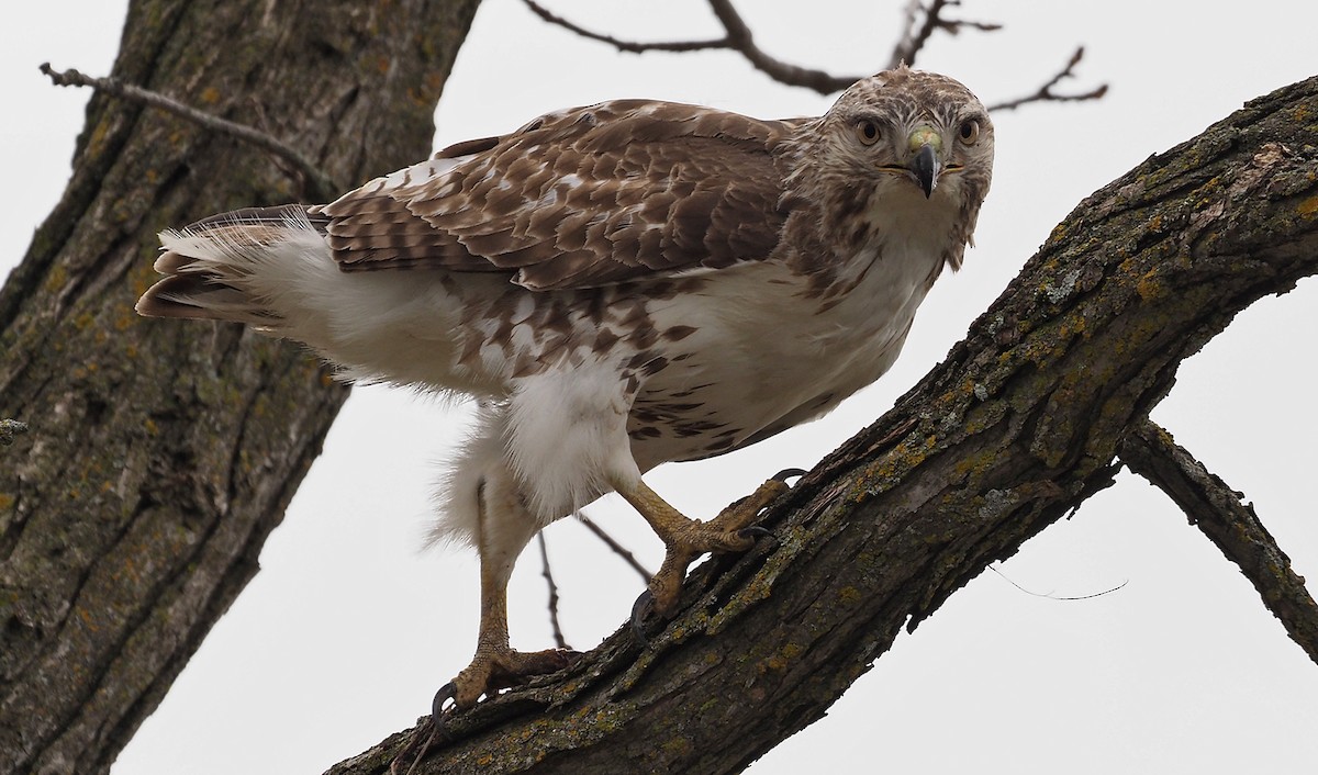 Red-tailed Hawk - ML618287561