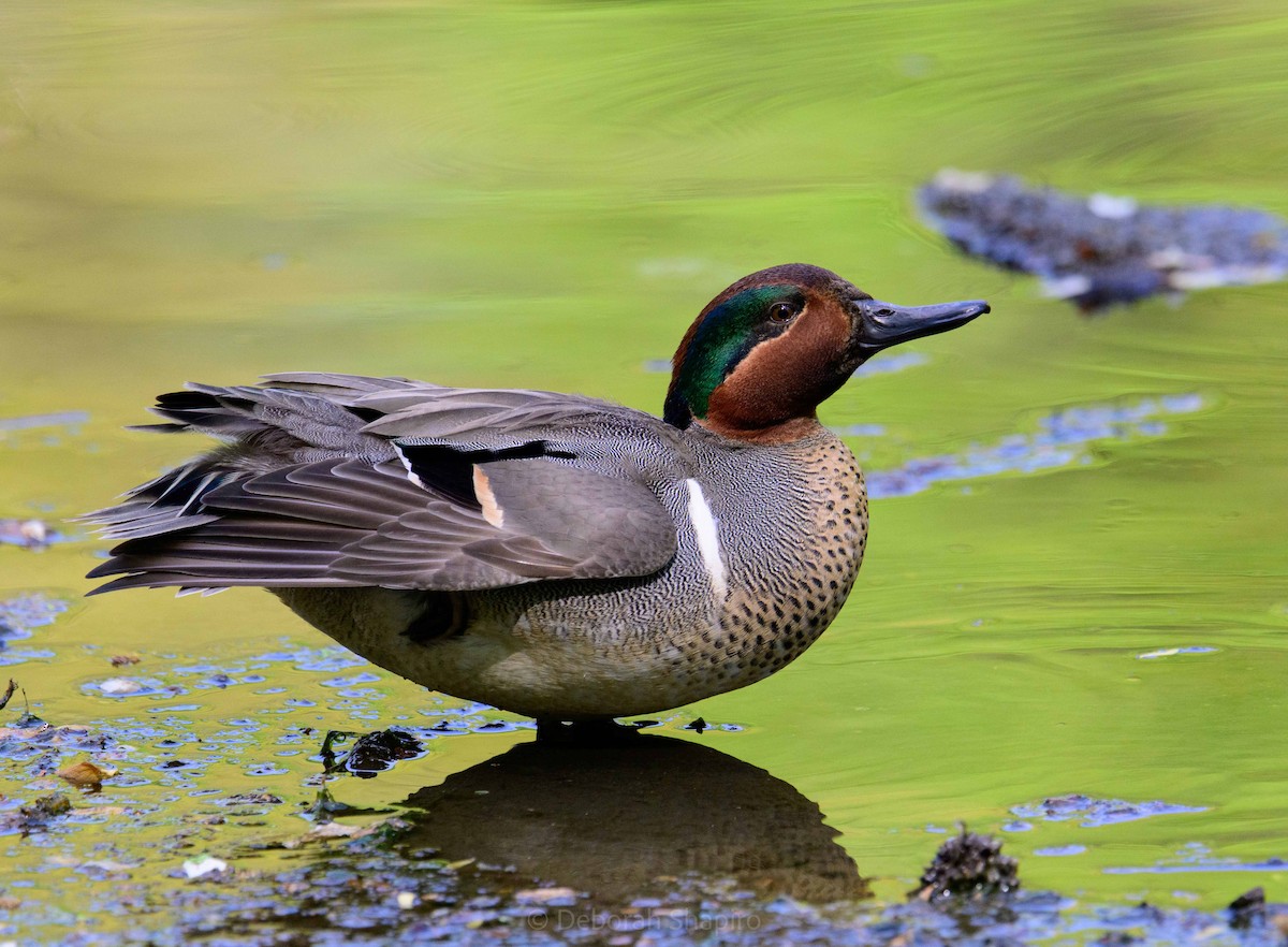 Green-winged Teal - ML618287575