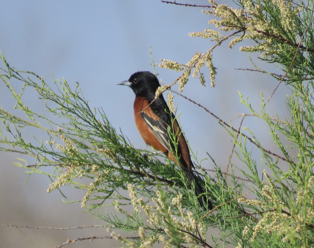 Orchard Oriole - ML618287576