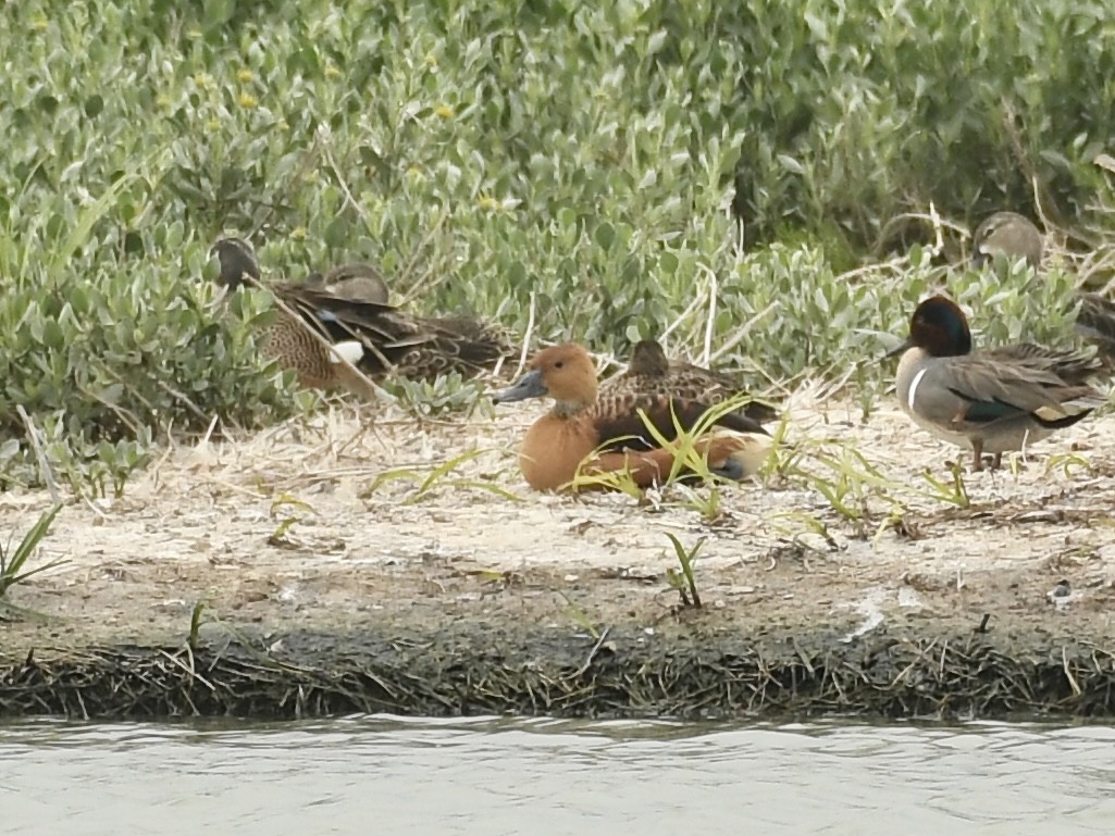 Fulvous Whistling-Duck - ML618287624