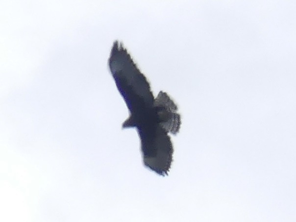Short-tailed Hawk - Alain Sylvain