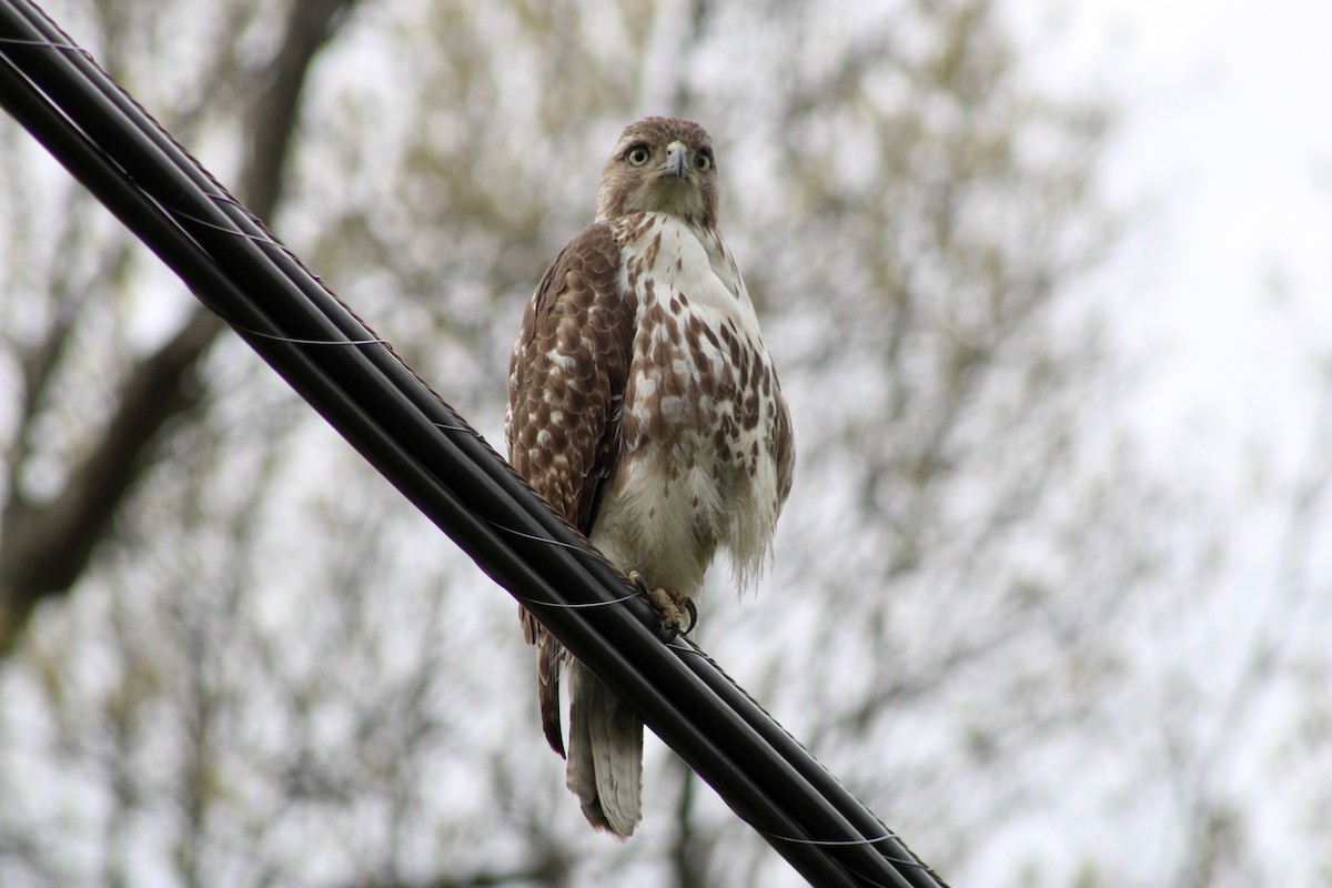 Red-tailed Hawk - ML618287648