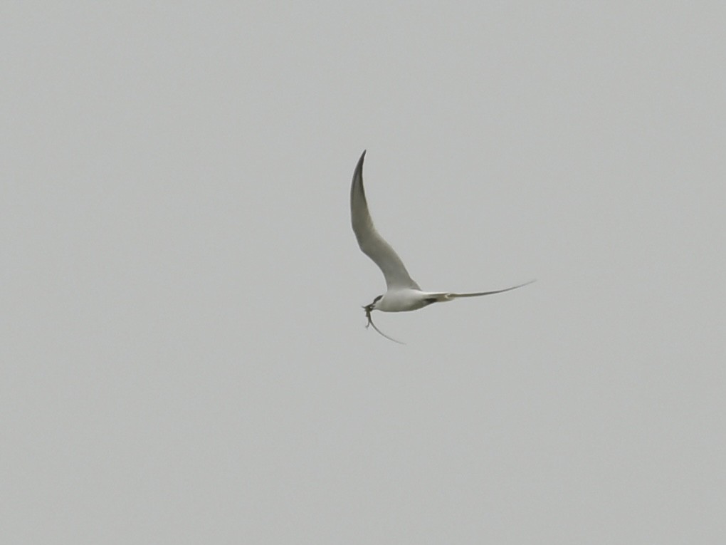 Gull-billed Tern - ML618287658