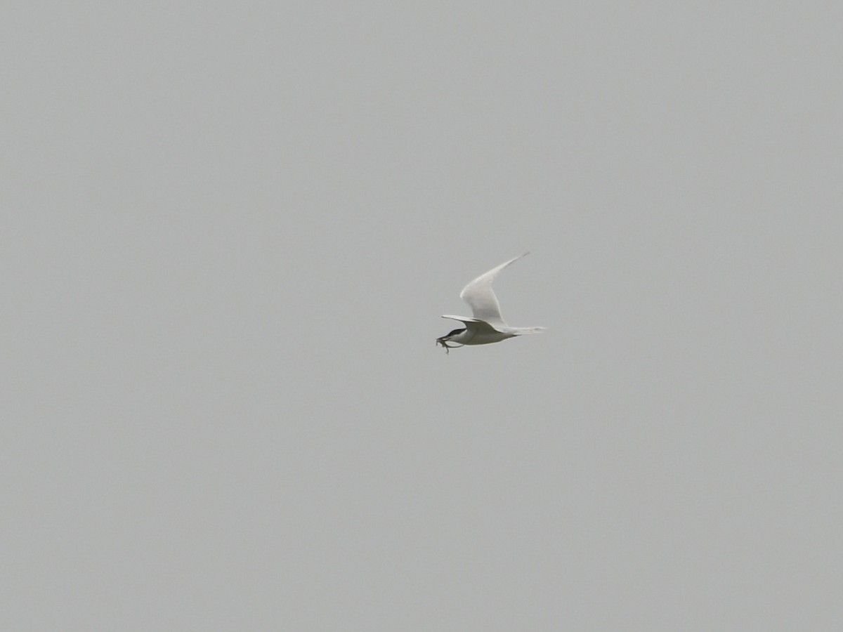 Gull-billed Tern - ML618287659
