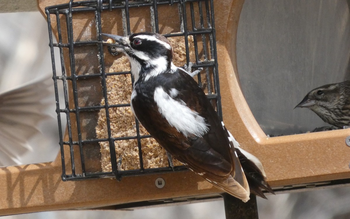 Hairy Woodpecker - ML618287668