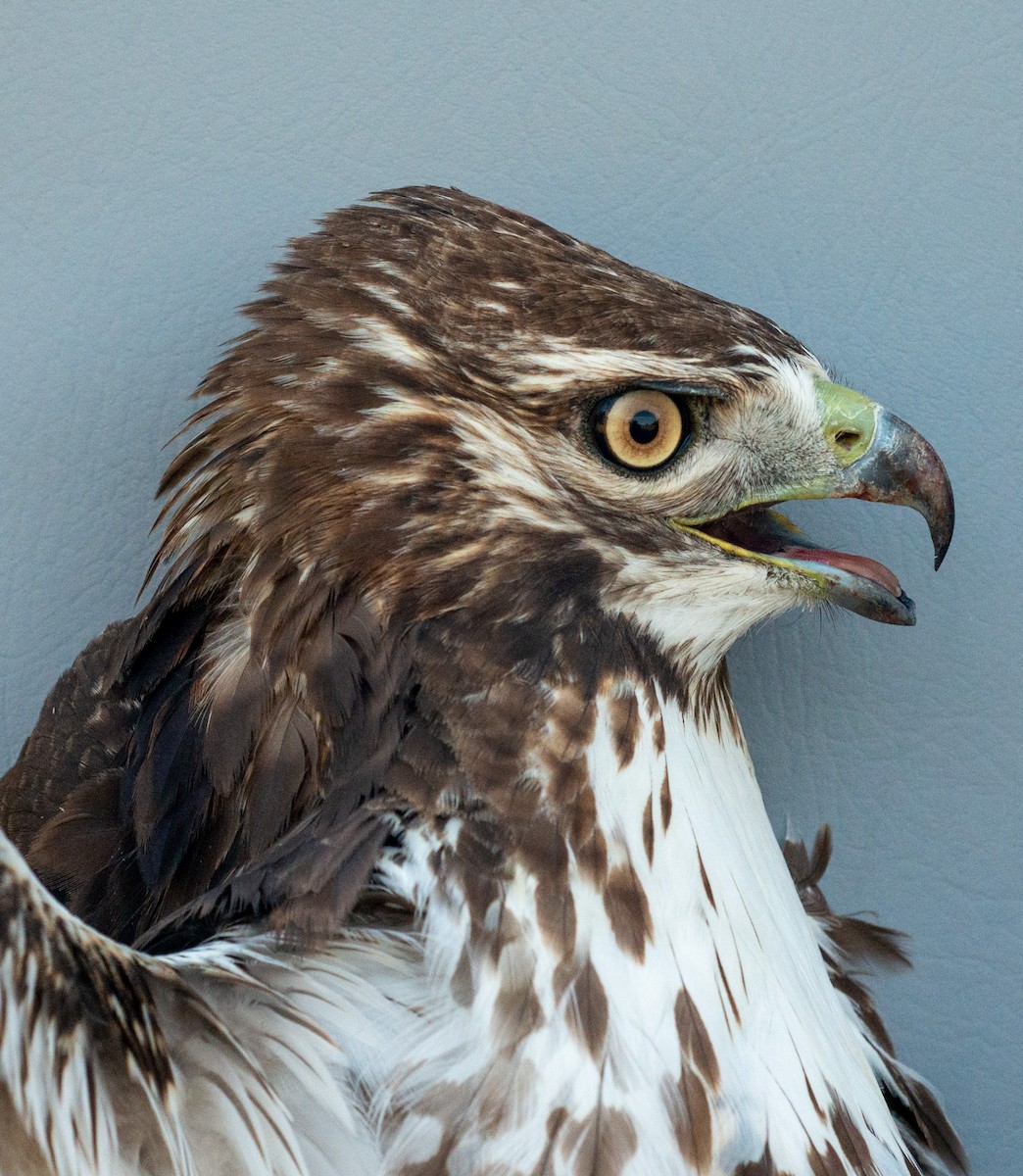 Red-tailed Hawk (abieticola) - ML618287695