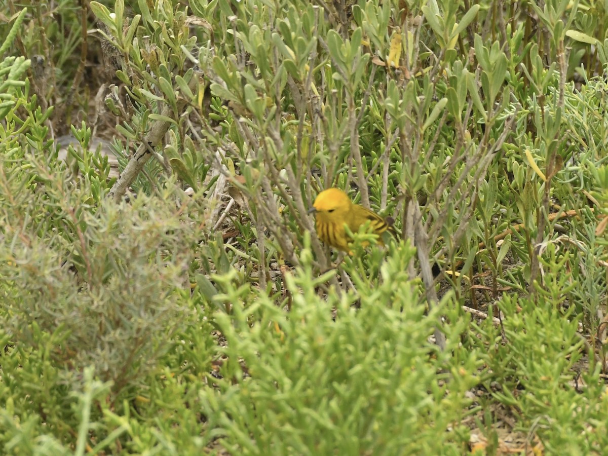 Yellow Warbler (Northern) - Kent Kleman