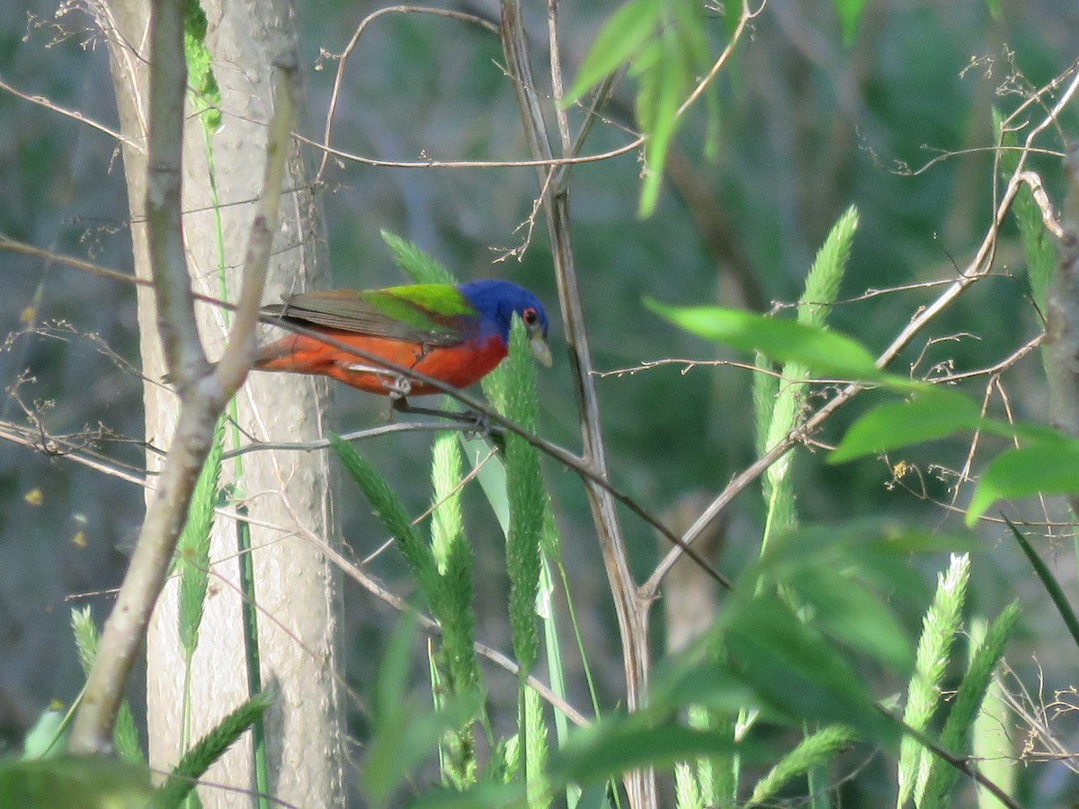 Painted Bunting - ML618287707