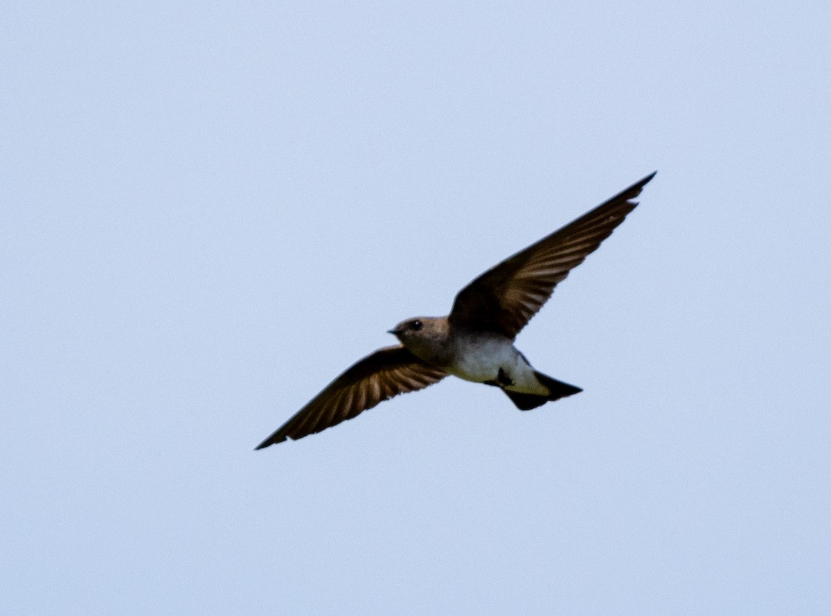 Northern Rough-winged Swallow - Peter Galvin