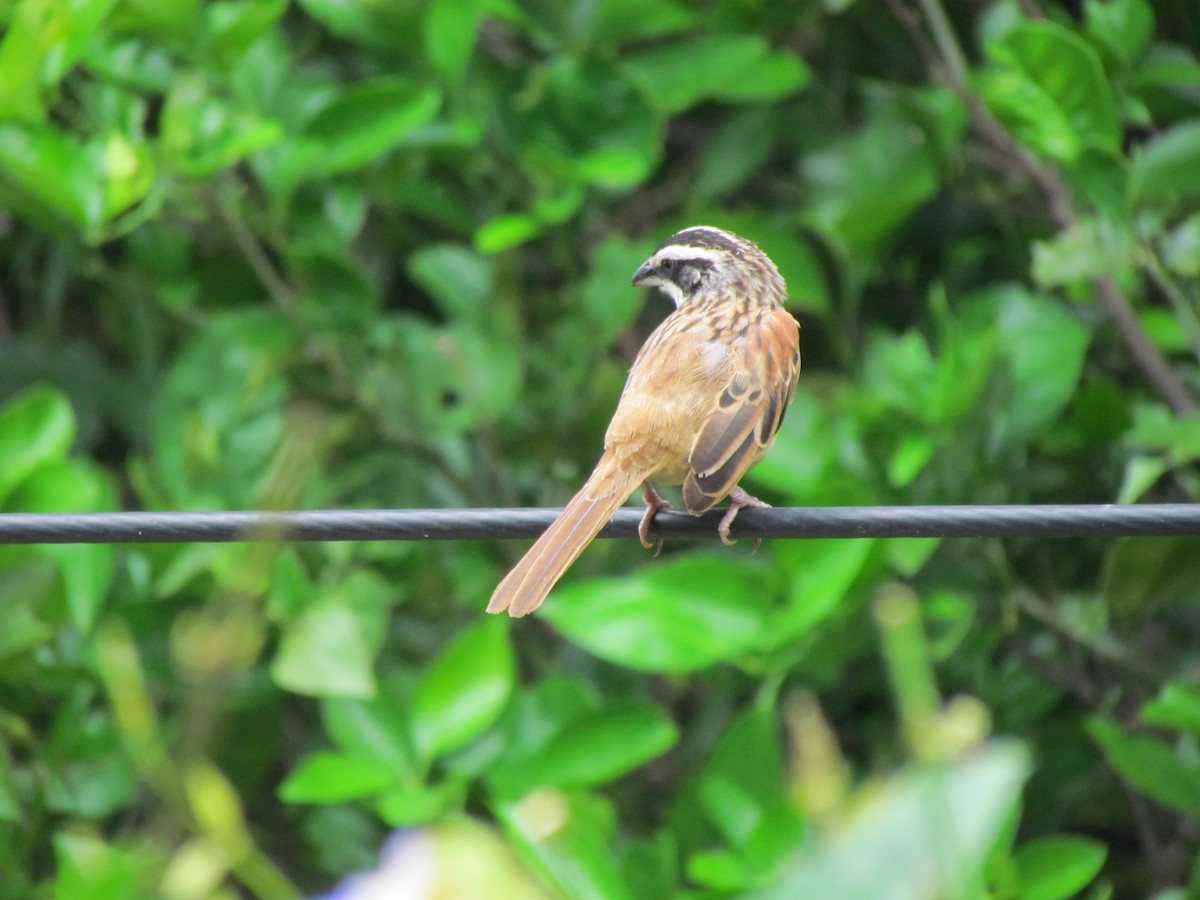 Stripe-headed Sparrow - ML61828771
