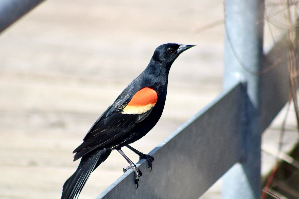 Red-winged Blackbird - Matt Gard