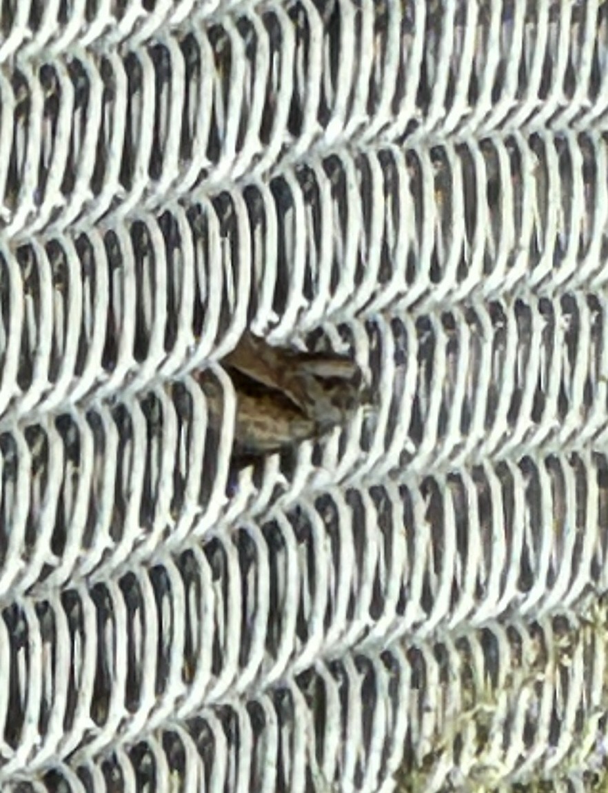 Swamp Sparrow - meredith munsey