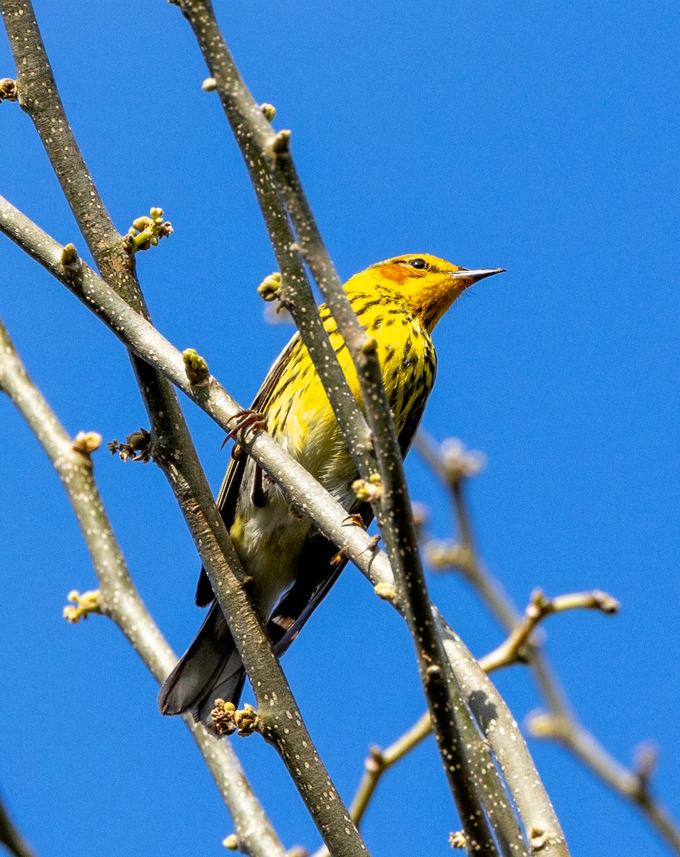 Cape May Warbler - Peter Galvin