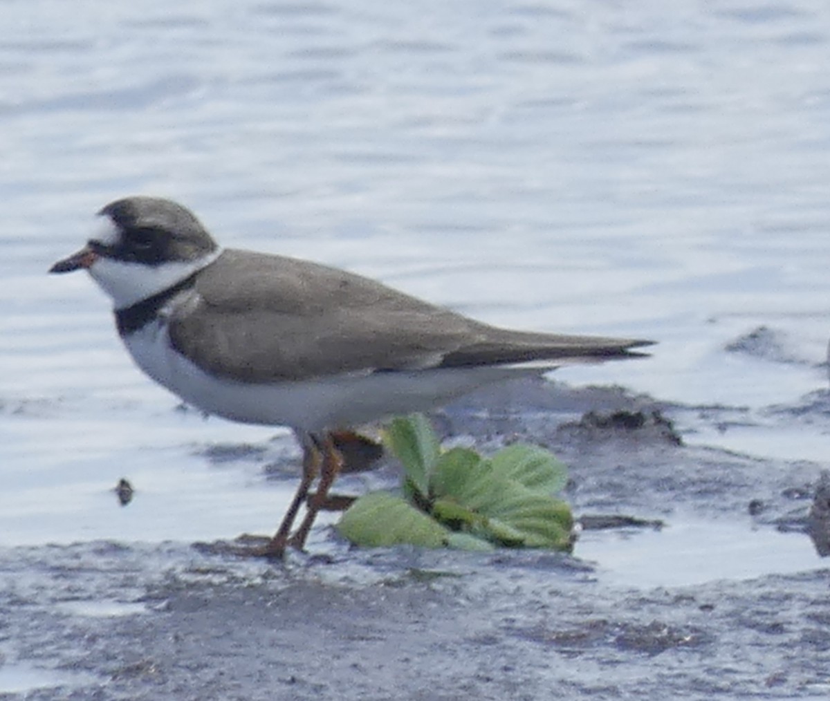 Semipalmated Plover - ML618287730