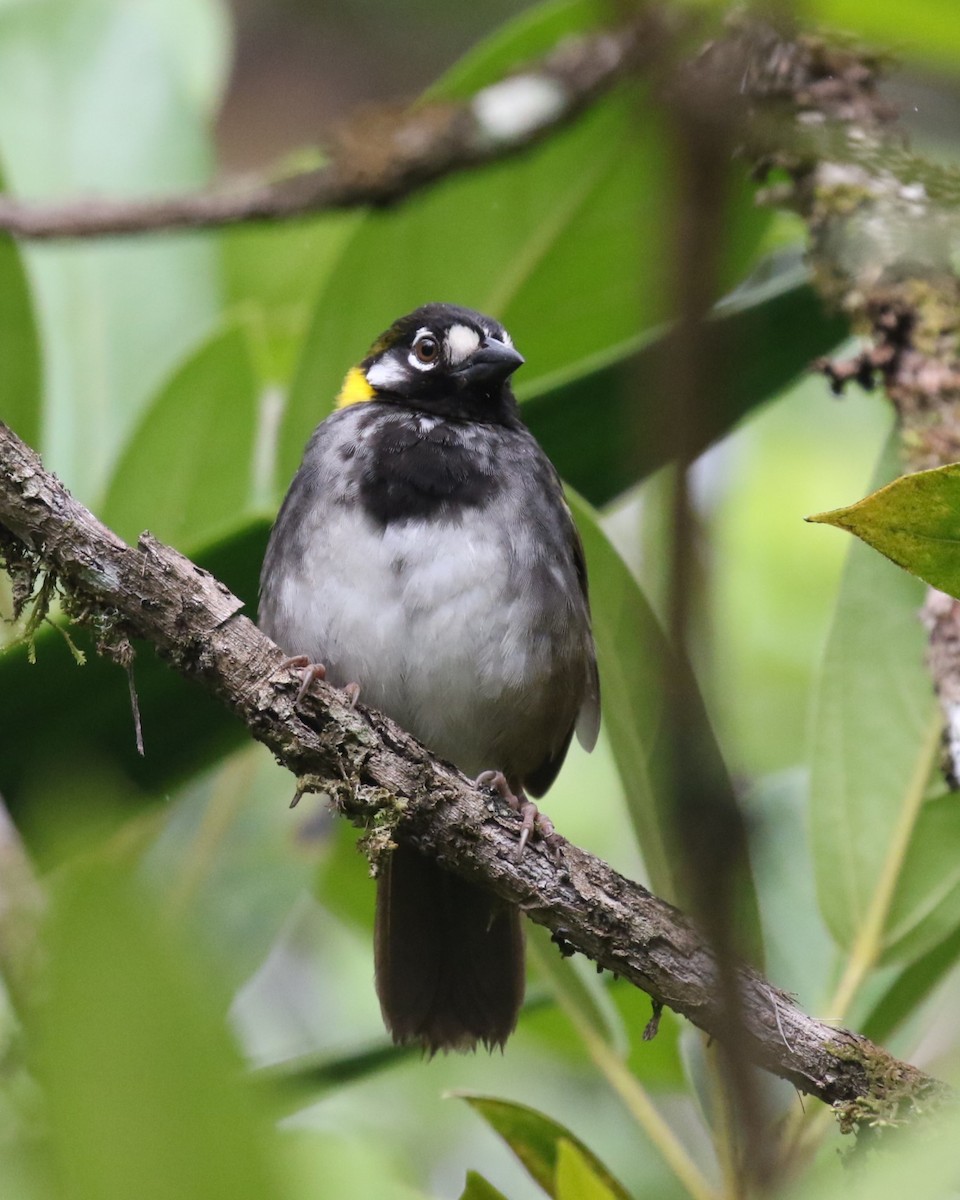 White-eared Ground-Sparrow - David Rupp