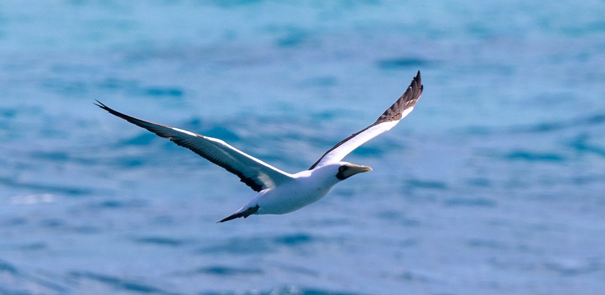 Masked Booby - ML618287791