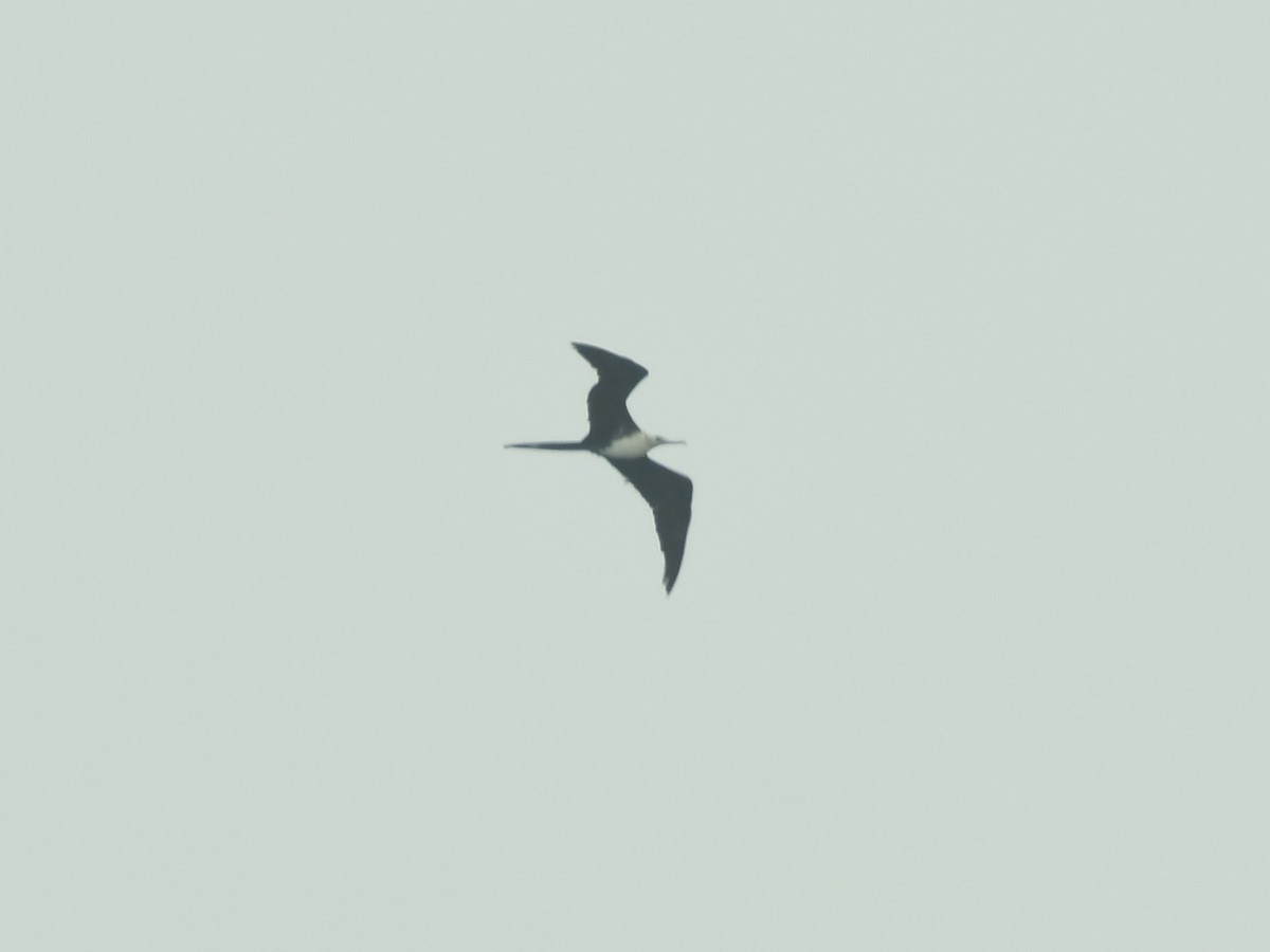 Magnificent Frigatebird - ML618287793