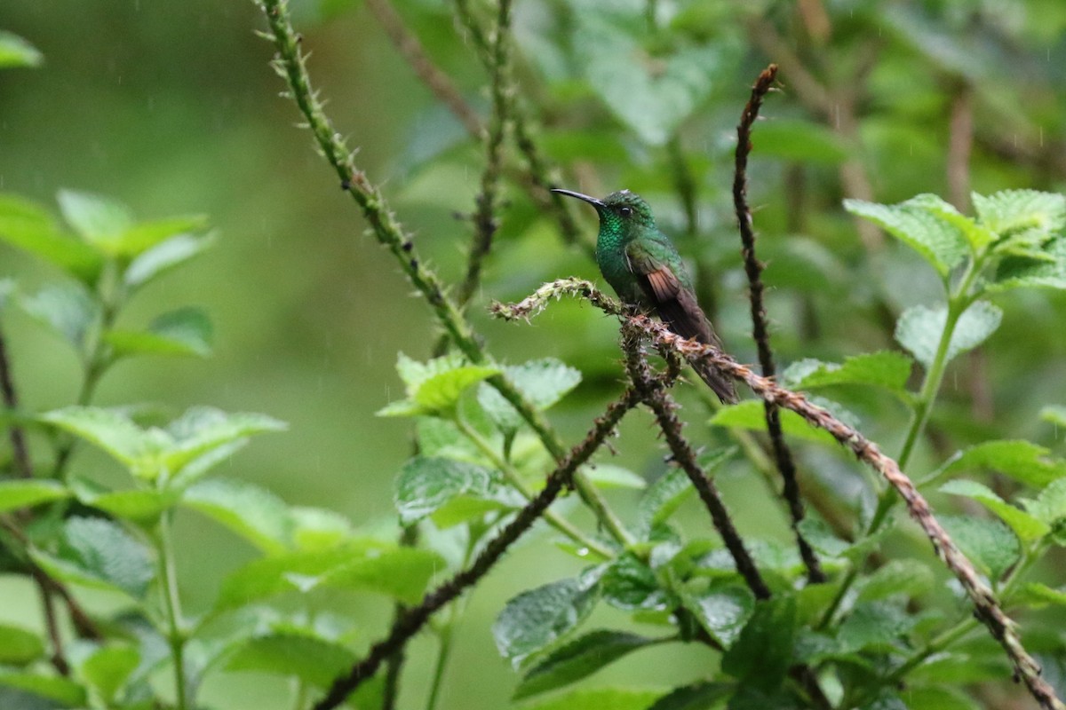 Stripe-tailed Hummingbird - David Rupp